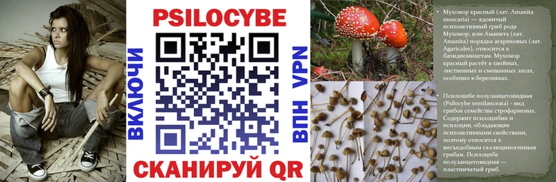 Галлюциногенные грибы Psilocybe  кракен как зайти  Осинники 